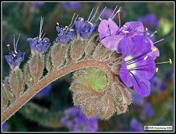 Attēlu rezultāti vaicājumam “Hydrophyllaceae”