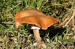 Attēlu rezultāti vaicājumam “Armillaria sp.”