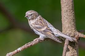 Image result for twite photo