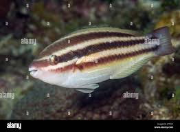 Image result for Scarus taeniopterus