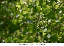Attēlu rezultāti vaicājumam “Populus tremula leaf”