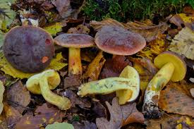 Attēlu rezultāti vaicājumam “Xerocomus pruinatus”