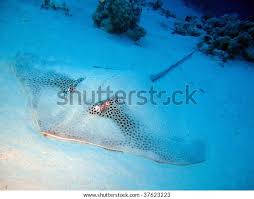 Image result for Himantura uarnak