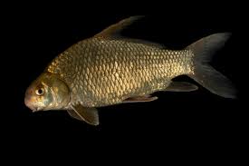 Image result for Carpiodes carpio