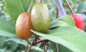 Attēlu rezultāti vaicājumam “Eleocharis uniglumis fruit”