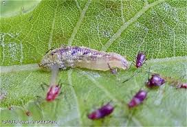 Attēlu rezultāti vaicājumam “Syrphus sp. larva”