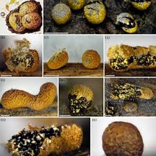 Attēlu rezultāti vaicājumam “Physarum braunianum plasmodium”