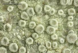 Attēlu rezultāti vaicājumam “Lecanora carpinea”