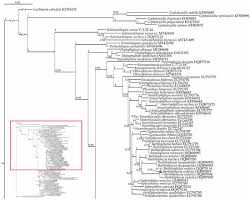 Attēlu rezultāti vaicājumam “Barbilophozia kunzeana”