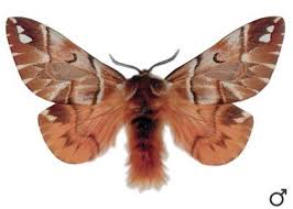 Attēlu rezultāti vaicājumam “Endromis versicolora”