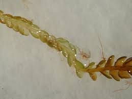 Attēlu rezultāti vaicājumam “Odontoschisma sphagni”