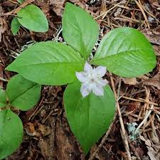 Attēlu rezultāti vaicājumam “Trientalis europaea fruit”