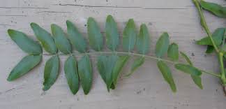 Attēlu rezultāti vaicājumam “Gleditsia triacanthos leaf”