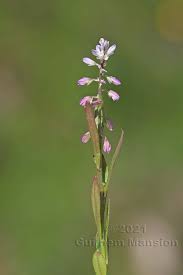 Attēlu rezultāti vaicājumam “Polygala comosa leaf”