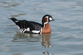 Image result for Branta ruficollis