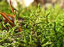 Attēlu rezultāti vaicājumam “Abietinella abietina var. hystricosa”