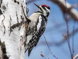 Image result for Sphyrapicus varius