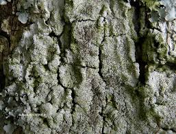 Attēlu rezultāti vaicājumam “Pertusaria coccodes”