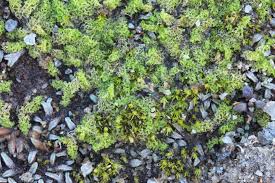 Attēlu rezultāti vaicājumam “Pleuridium subulatum”