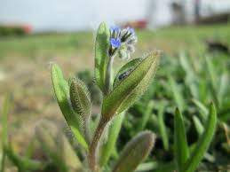 Attēlu rezultāti vaicājumam “Myosotis ramosissima flower”