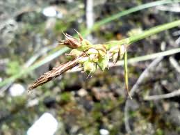 Attēlu rezultāti vaicājumam “Carex pilulifera”