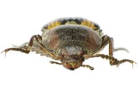 Attēlu rezultāti vaicājumam “Selatosomus cruciatus”