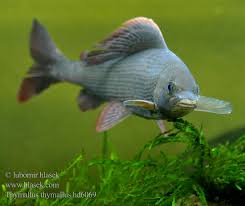 Image result for Thymallus thymallus