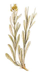 Attēlu rezultāti vaicājumam “Helichrysum arenarium”