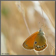 Attēlu rezultāti vaicājumam “Coenonympha glycerion”