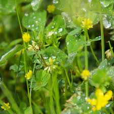 Attēlu rezultāti vaicājumam “Medicago sativa subsp. falcata fruit”