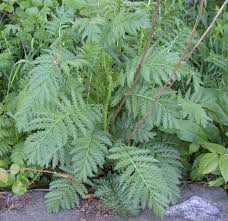 Image result for Tanacetum vulgare