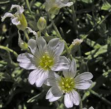 Attēlu rezultāti vaicājumam “Cerastium arvense flower”