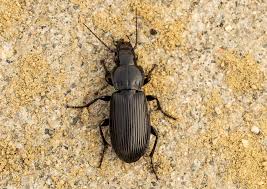 Attēlu rezultāti vaicājumam “Pterostichus melanarius”