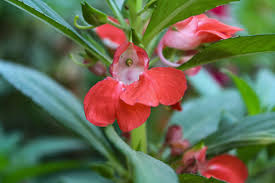 Image result for Impatiens balsamina