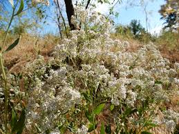 Attēlu rezultāti vaicājumam “Lepidium latifolium leaf”