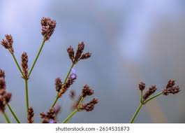 Attēlu rezultāti vaicājumam “Luzula multiflora”