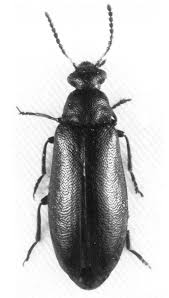 Attēlu rezultāti vaicājumam “Dasytidae”