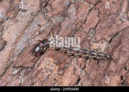 Attēlu rezultāti vaicājumam “Raphidioptera larva”