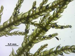 Attēlu rezultāti vaicājumam “Thuidium recognitum”