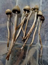 Attēlu rezultāti vaicājumam “Physarum oblatum stalked”