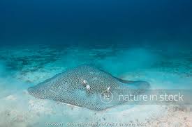 Image result for Himantura uarnak