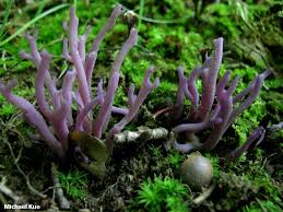 Attēlu rezultāti vaicājumam “Clavaria zollingeri”