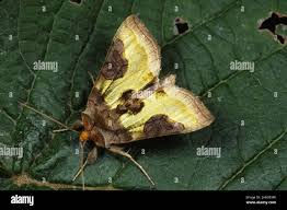 Attēlu rezultāti vaicājumam “Diachrysia tutti”