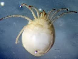 Attēlu rezultāti vaicājumam “Hydrachna”