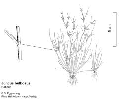 Attēlu rezultāti vaicājumam “Juncus bulbosus”