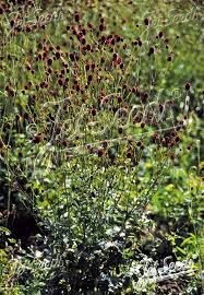 Attēlu rezultāti vaicājumam “Sanguisorba officinalis”
