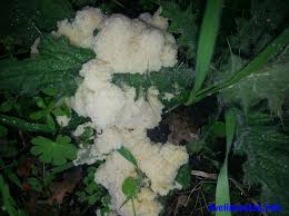 Attēlu rezultāti vaicājumam “Fuligo septica var. flava”