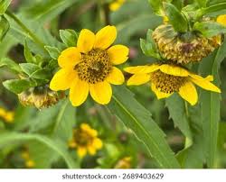 Attēlu rezultāti vaicājumam “Bidens cernua flower”