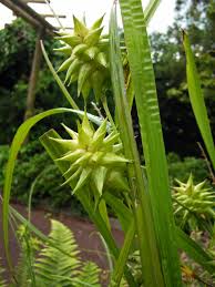 Attēlu rezultāti vaicājumam “Carex globularis flower”