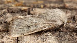 Attēlu rezultāti vaicājumam “Orthosia gracilis”